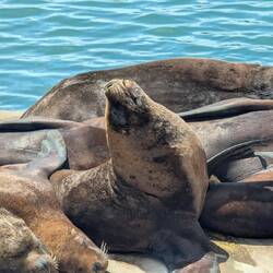 People and sea lions all doing the same thing here