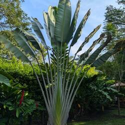 My favourite plant