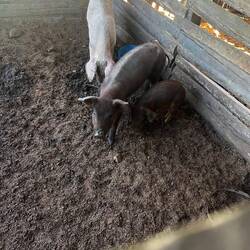 Hello little 🐷