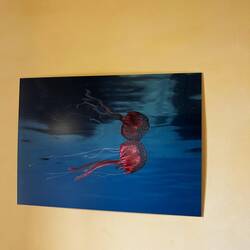 One of Diego's pictures