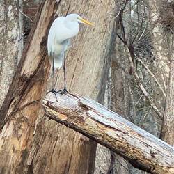 Great egret