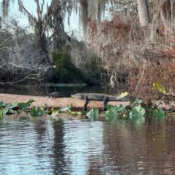 Gator and turtle sunning