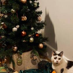 christmas with olive