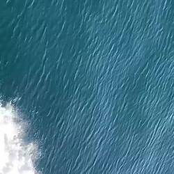 Ein Delfin begleitet uns