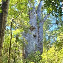 Te Matua Ngahere