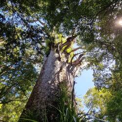 Big Trees