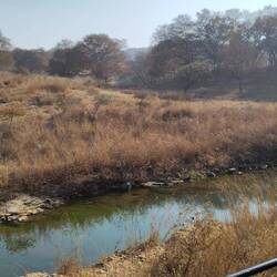 Baby Krokodil sonnt sich mittig am anderen Ufer am Stein