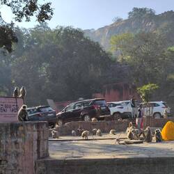 Allgegenwärtige Afferl in der sogenannten Pufferzone