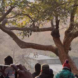 Das junge Männchen mit der lahmen Pfote war ein bisschen zurück gefallen