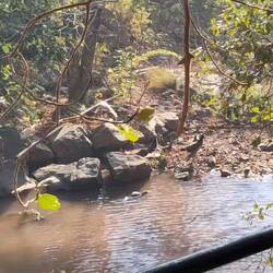 Krokodil lauert auf Pfauen...