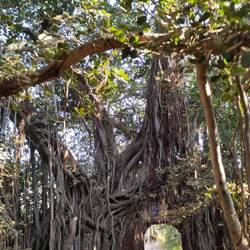 Wunderschöne alte Bäume!!!
