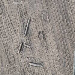 Erste Spuren der Tiger