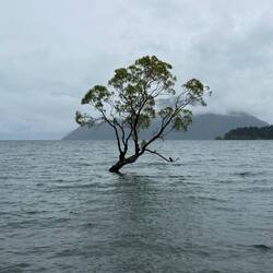 The Instagram famous Wanaka Tree - with a cormorant
