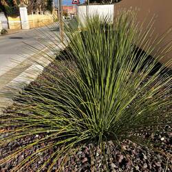 A row of Australian Grass trees