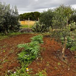Rows of ?? Planted with Olive trees