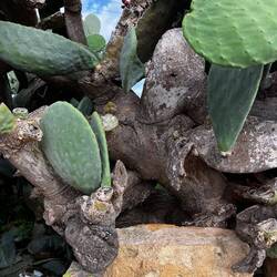 Old prickly pear !