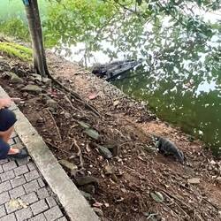 Warane am Kandy Lake