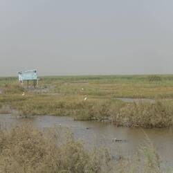 In dem seichten Wasser rings um der Straße waten zahlreiche Reiher