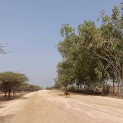 Irgendwann hören die Feuchtgebiete auf und es wachsen auch große Bäume
