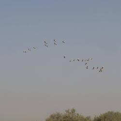 Ein Schwarm Pelikane im Himmel, auch Störche sieht man gelegentlich
