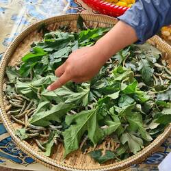 Seidenraupen / Silkworms beim Futtern.