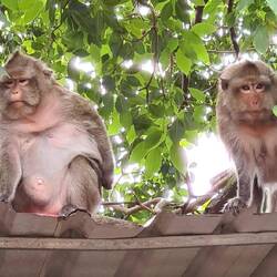 Ich nenne die beiden Dick und Doof