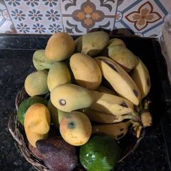 Fruits on the campsite