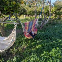 Abhängen unter Zitronenbäumen