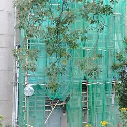 Bamboo scaffolding detail