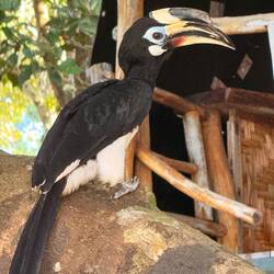 Hornbill Vögeli