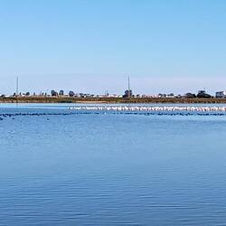 Alles je heel goed kijkt zie je een streep flamingo's 😂