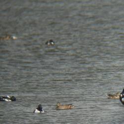 Wenn ich die Kamera vor das Fernglas halte, kann man die Enten erkennen