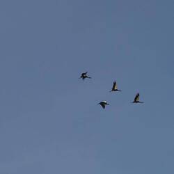 Kronenkraniche im Flug