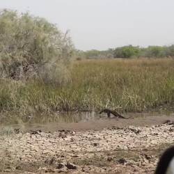 Zum Glück habe ich den aufmerksamen Guide erwischt, der hier anhält!