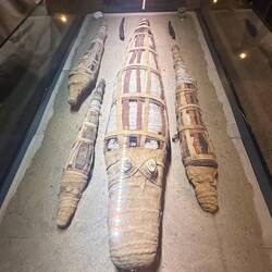 Mumifizierte Krokodile