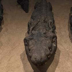 Mumifiziertes Krokodil - mehrere ...