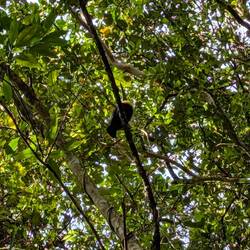 A Toucan!