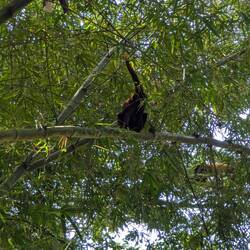 And a howling monkey that did plenty of throwing but not much howling