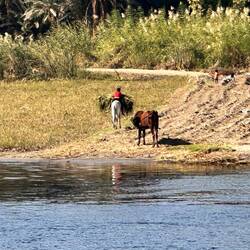 Tierfutter für Zuhause