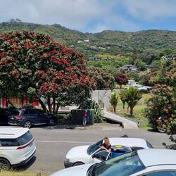 View from Piha Beach store with Xmas Tree.