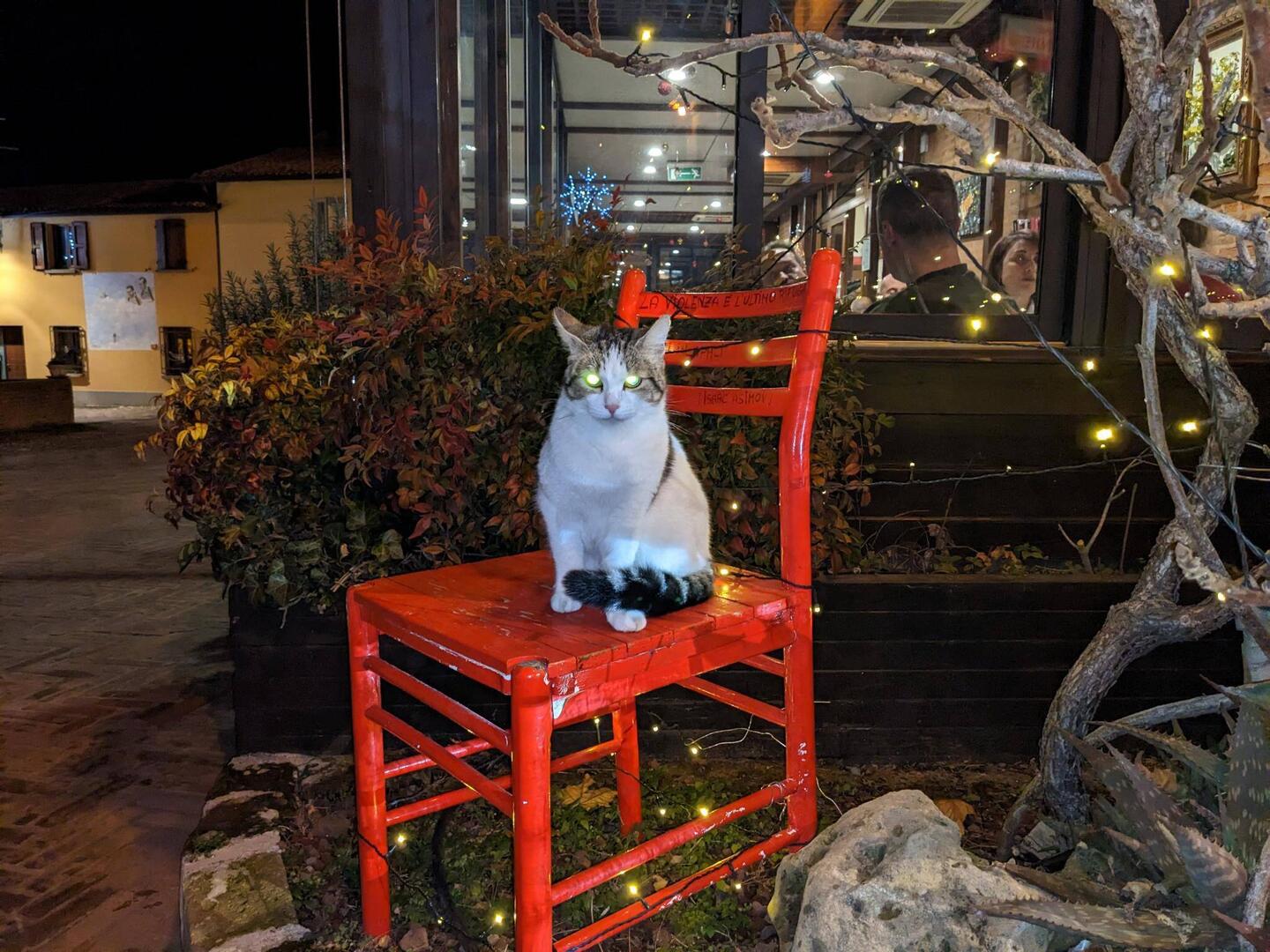 Christmas-Cat. Integriert sich super als Lichterkette.