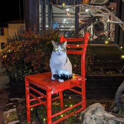 Christmas-Cat. Integriert sich super als Lichterkette.