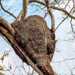 Gebaut von Termiten