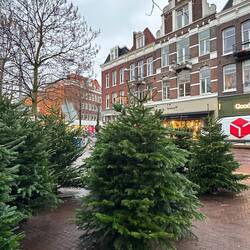 Christmas trees in De Pijp