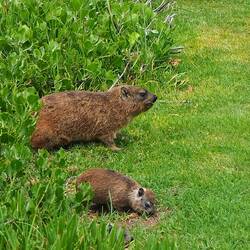 Klippschliefer Familie