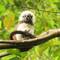 One more monkey!