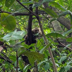 For good reason! We saw 3 of the 4 types of monkey here.
