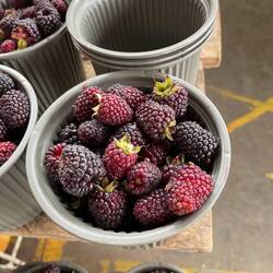 Ecuadorianische Brombeeren