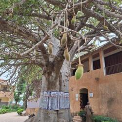 Baobab - Affenbrotbaum mit Früchten