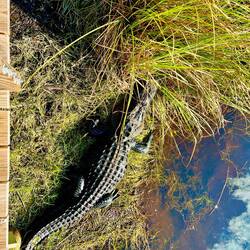 Mother of all Gators!